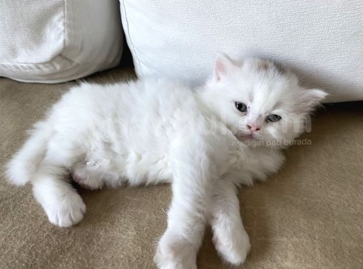 British Longhair Yavru görsel