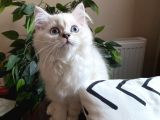 Scottish Straight Longhair Pamuk