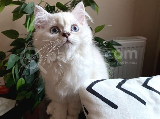 Scottish Straight Longhair Pamuk