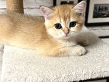 Saf Kan British Shorthair