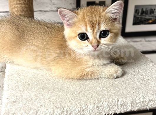 Saf Kan British Shorthair görsel