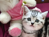 British shorthair scootish stright
