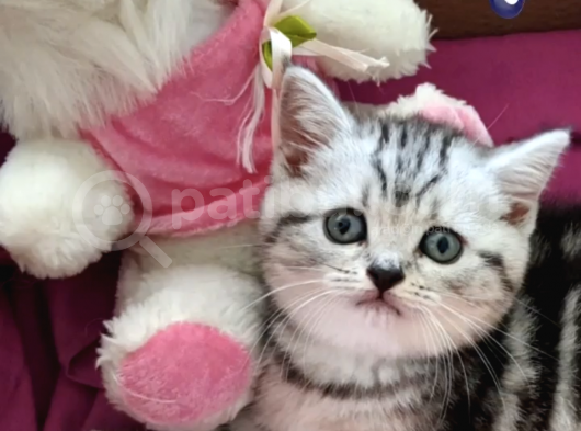 British Shorthair Scootish Stright