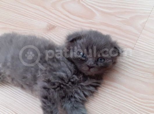 2 Aylık Bebeğimiz Yuva Arıyor görsel