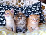 British Shorthair - Scotish Fold Yavruları