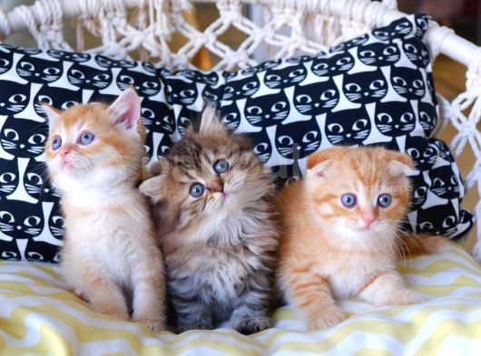 British Shorthair - Scotish Fold Yavruları görsel