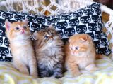 British Shorthair - Scotish Fold Yavruları