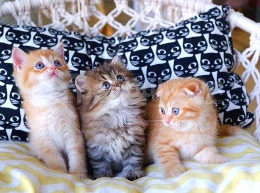 British Shorthair - Scotish Fold Yavruları görsel
