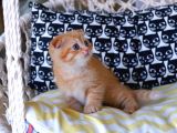 British Shorthair - Scotish Fold Yavruları