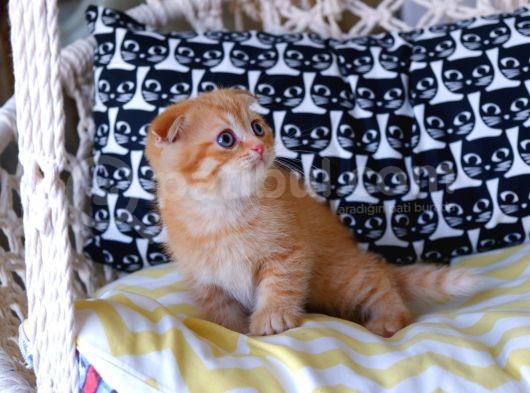 British Shorthair - Scotish Fold Yavruları görsel