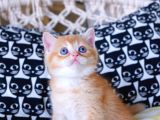 British Shorthair - Scotish Fold Yavruları