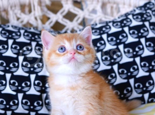 British Shorthair - Scotish Fold Yavruları