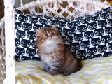 British Shorthair - Scotish Fold Yavruları