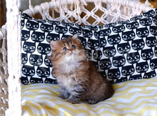 British Shorthair - Scotish Fold Yavruları görsel
