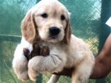 Golden Retriever Yavrular