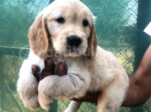 Golden Retriever Yavrular