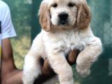 Golden Retriever Yavrular