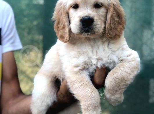 Golden Retriever Yavrular görsel