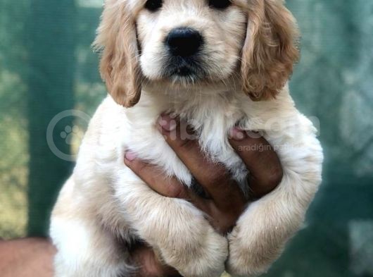Golden Retriever Yavrular görsel