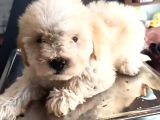 Terrier Bebegimiz
