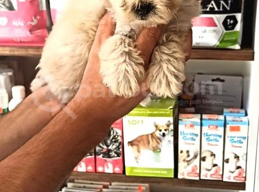 Terrier Bebegimiz görsel