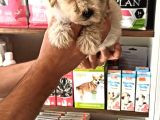 Terrier Bebegimiz