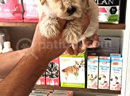Terrier Bebegimiz görsel