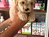 Terrier Bebegimiz
