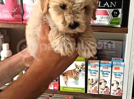 Terrier Bebegimiz