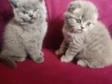 Scottish Fold Erkek Yavru
