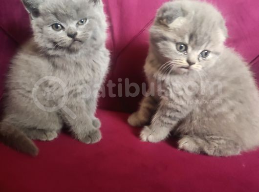 Scottish Fold Erkek Yavru görsel