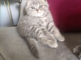 Scottish Fold Erkek Yavru