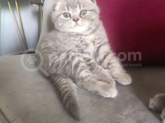 Scottish Fold Erkek Yavru görsel