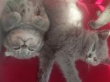 Scottish Fold Erkek Yavru
