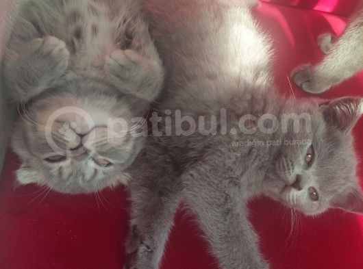 Scottish Fold Erkek Yavru görsel