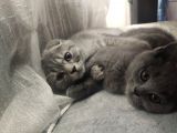 Scottish Fold erkek yavru