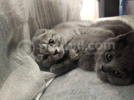 Scottish Fold Erkek Yavru