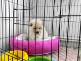 2 Aylik Bebek Cin Aslani Chow Chow