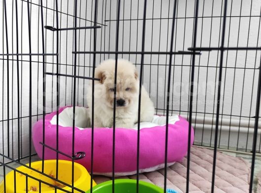 2 Aylik Bebek Cin Aslani Chow Chow görsel