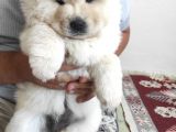 2 Aylik Bebek Cin Aslani Chow Chow