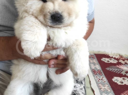 2 Aylik Bebek Cin Aslani Chow Chow görsel