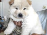 2 Aylik Bebek Cin Aslani Chow Chow