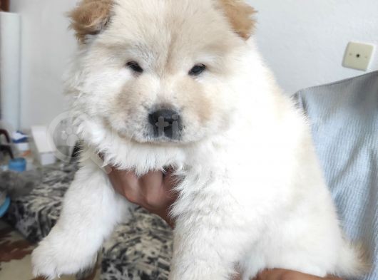 2 Aylik Bebek Cin Aslani Chow Chow
