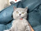 Safkan Bri̇ti̇sh Shortai̇r Pofuduk Surat
