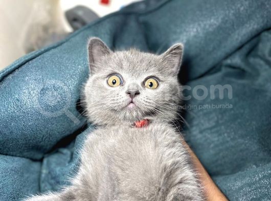 Safkan Bri̇ti̇sh Shortai̇r Pofuduk Surat görsel