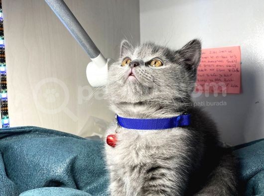Safkan Bri̇ti̇sh Shortai̇r Pofuduk Surat görsel