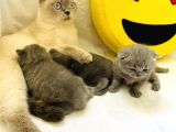 Safkan Bri̇ti̇sh Shortai̇r Pofuduk Surat