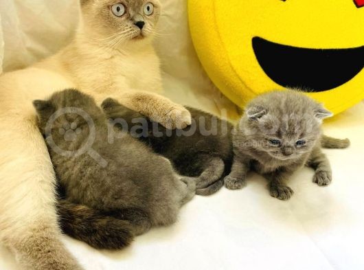 Safkan Bri̇ti̇sh Shortai̇r Pofuduk Surat görsel