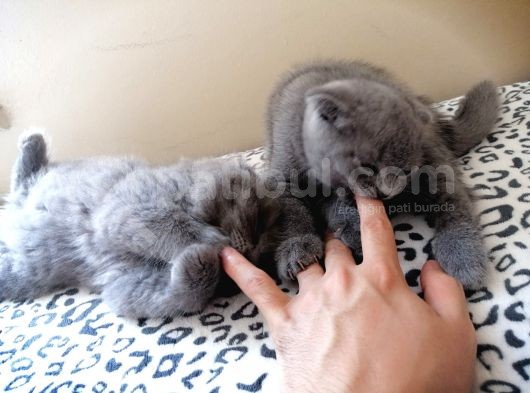 Scotti̇sh Fold Ve Scotti̇sh Fold Longhai̇r görsel