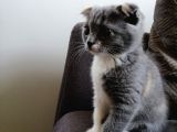 Tatlı Mı Tatlı 2,5 Aylık Scottish Fold Kedimize Ev Sahibi Arıyoruz